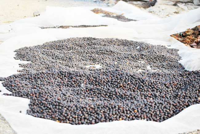 Dan bo lam an xa ve lang kiem tien trieu nho 1 loai hoa-Hinh-6