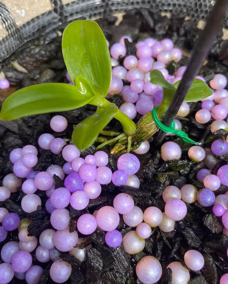 Lan 'Huyen thoai buom dai ngan', mua 1 ty ban gia 15 ty dong