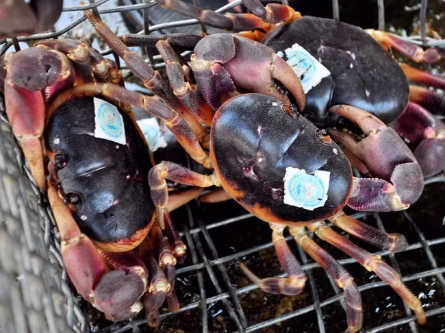 Loai cua mui thuoc bac, dat hon cua huynh de