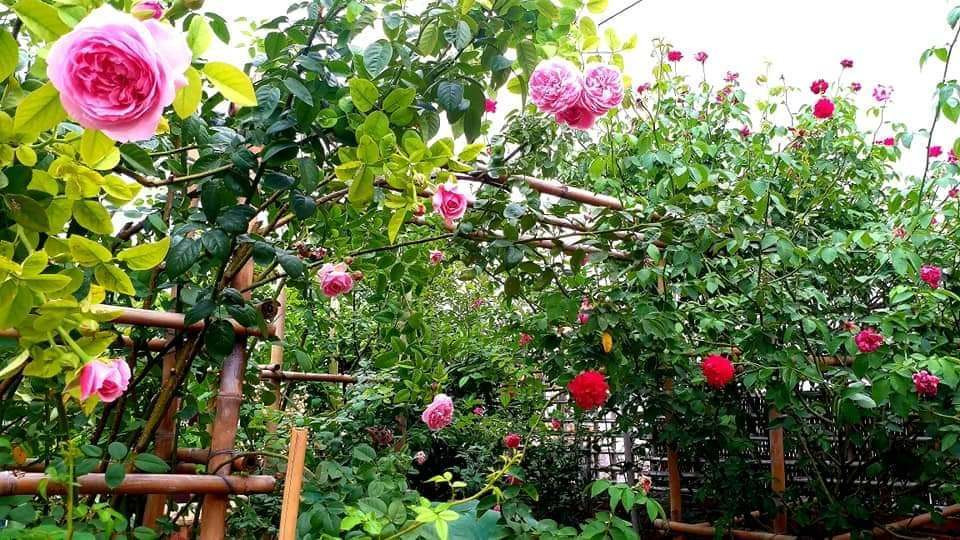 Toi chim trong be tac sau khi ly hon