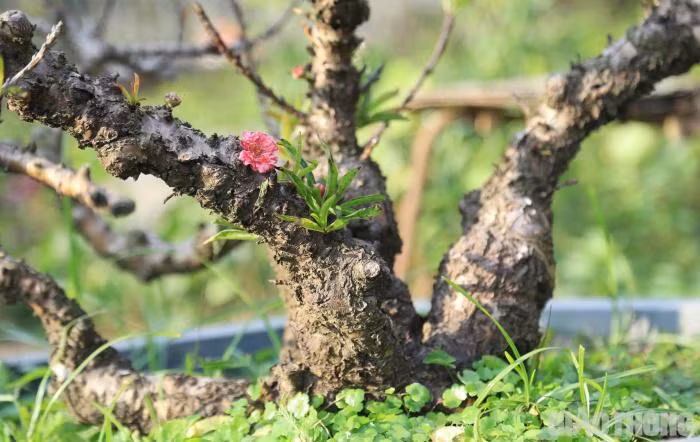 Dao tien vua nam phong dieu hoa cho Tet Nguyen dan-Hinh-11