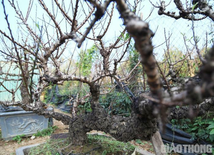 Dao tien vua nam phong dieu hoa cho Tet Nguyen dan-Hinh-4