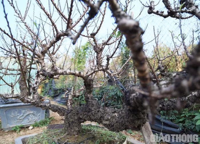 Dao tien vua nam phong dieu hoa cho Tet Nguyen dan-Hinh-4