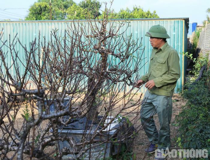 Dao tien vua nam phong dieu hoa cho Tet Nguyen dan-Hinh-3
