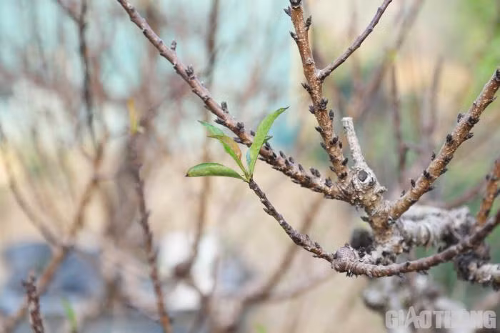 Dao tien vua nam phong dieu hoa cho Tet Nguyen dan-Hinh-8