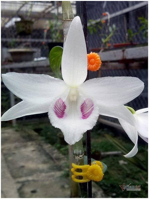 Tro ‘ban’ cua nha vuon khien nguoi choi lan 'an' trai dang-Hinh-3