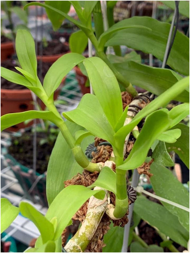 Tro ‘ban’ cua nha vuon khien nguoi choi lan 'an' trai dang