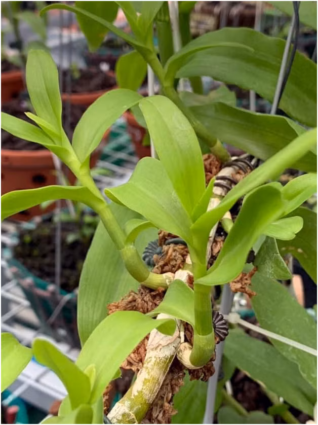 Tro ‘ban’ cua nha vuon khien nguoi choi lan 'an' trai dang