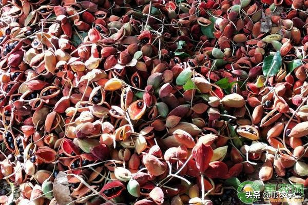 Loai qua rung khong ai nhat, nay gia hon tram nghin/kg-Hinh-3