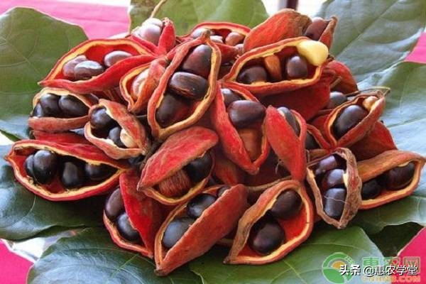 Loai qua rung khong ai nhat, nay gia hon tram nghin/kg-Hinh-2