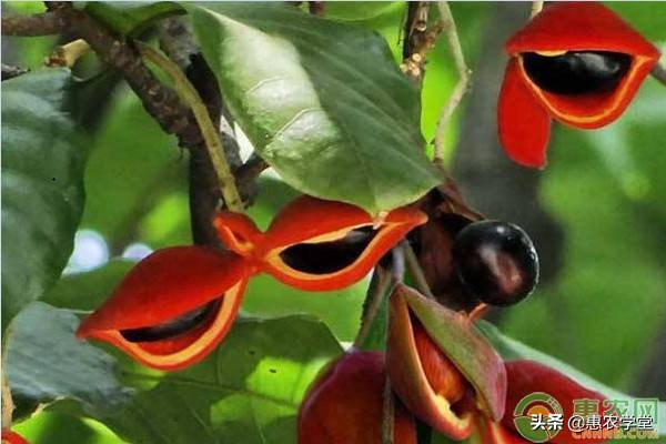 Loai qua rung khong ai nhat, nay gia hon tram nghin/kg