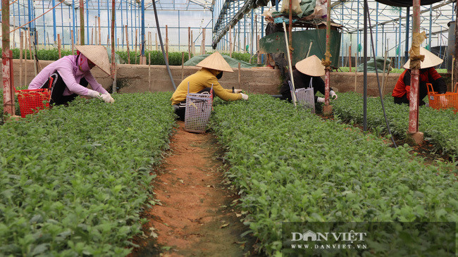 Lao nong choi troi, bo 75 cay vang mua dat chi de trong hoa-Hinh-3