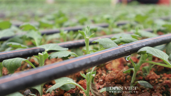 Lao nong choi troi, bo 75 cay vang mua dat chi de trong hoa-Hinh-6