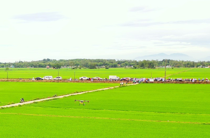 Dung thiet bi bay phun thuoc, phan bon tren dong lua