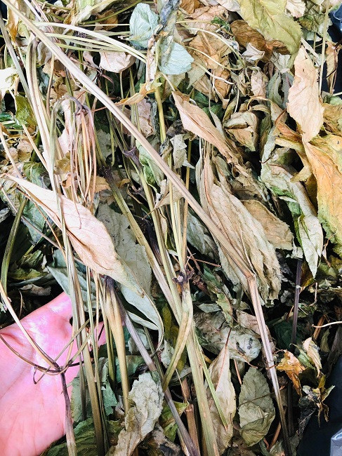 5 chiec la kho queo duoc ban voi gia 200.000 dong-Hinh-3