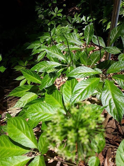 5 chiec la kho queo duoc ban voi gia 200.000 dong