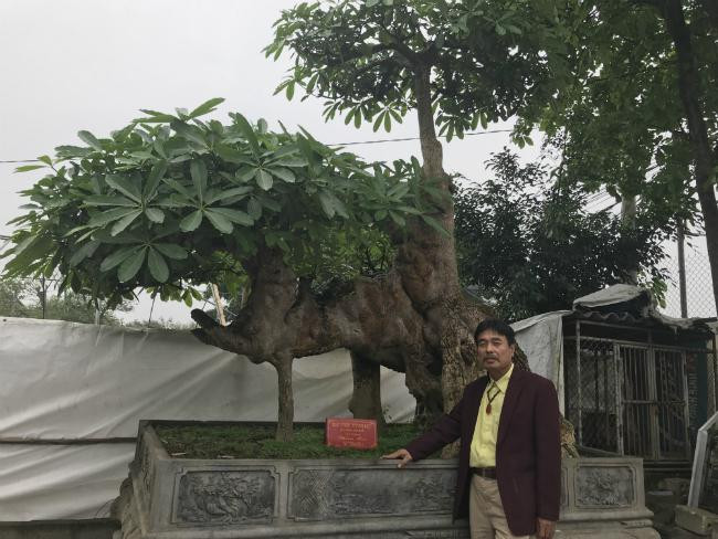 Can canh cay hoa sua khach tra 6 ty khong ban-Hinh-3