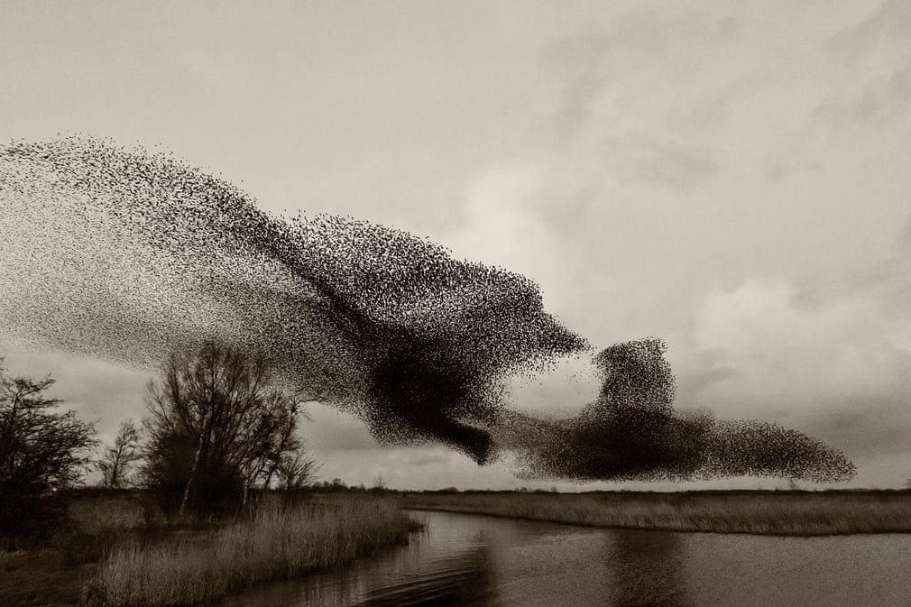 Đôi khi, chúng tụ thành hình giống một con chim khổng lồ trên bầu trời.