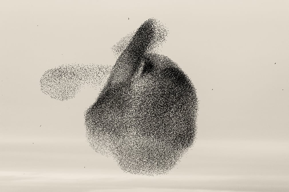 Thời điểm tốt nhất để quan sát hiện tượng này là từ tháng 2-4 (di cư mùa xuân) và tháng 8-12 (di cư mùa thu).