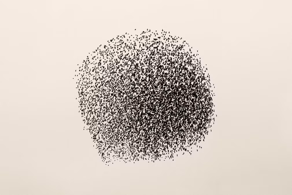 Hình dạng kỳ lạ như một mặt trời đen do bầy sáo đá tạo ra. Hiện tượng mặt trời đen xuất hiện ở một số nơi chim sáo đá đi qua nhưng nổi tiếng nhất vẫn là Đan Mạch.