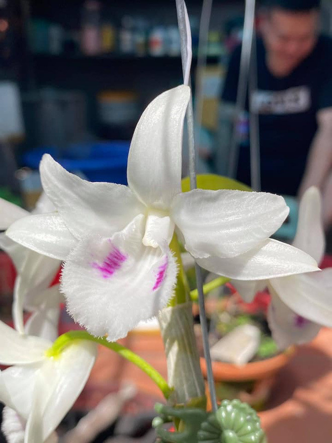 Man giao dich dan hoa lan dot bien tri gia 200 ty-Hinh-3