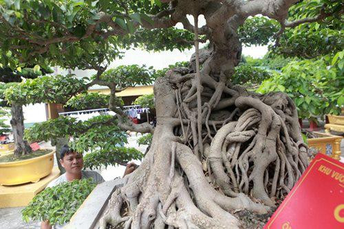 Tác phẩm sanh cổ có tên “huyền vũ” được chị Thu mua ở Sơn Tây cách đây gần 20 năm với giá 200 triệu đồng. Hiện giá trị của cây cũng vào khoảng 5 tỷ đồng. 