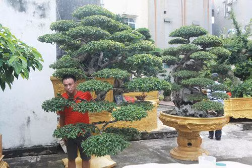 Cây có dáng thế này thường mềm mại uốn cong theo luật hồi đầu tự nhiên, vươn lên từng bậc rất đẹp. Thân, tay cành, bông tán bò qua miệng chậu nhìn như một dòng thác đổ.