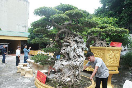 Bộ rễ “khủng”, toàn bộ rễ ôm đá tạo thế vững chãi để thân lớn lượn xuống bên dưới như một dòng thác.