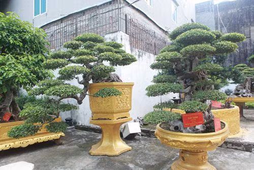 “Những cây dáng huyền hay “thác đổ” đều được các nghệ nhân xưa nuôi trồng, tạo tác trong chậu từ nhỏ thuộc những gia đình giàu có ngày xưa nên họ coi cây như “báu vật” trong nhà. Chính vì vậy, có tiền chưa chắc đã mua được”, nữ đại gia chia sẻ với Dân Trí. 