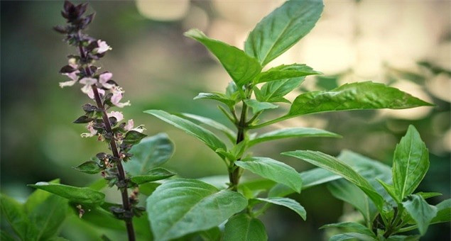 Loại rau gia vị có khả năng ngừa đột quỵ, bảo vệ tim cực tốt ảnh 2 Loại rau gia vị có khả năng ngừa đột quỵ, bảo vệ tim cực tốt ảnh 2