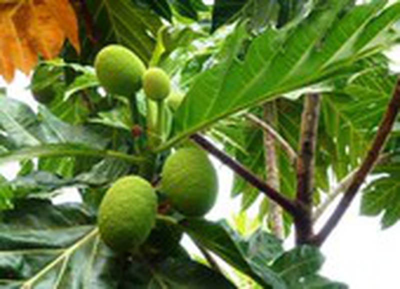 Một số thực phẩm giàu chất béo và cholesterol tốt cho cơ thể - Hình 3 Mot so thuc pham giau chat beo va cholesterol tot cho co the-Hinh-3