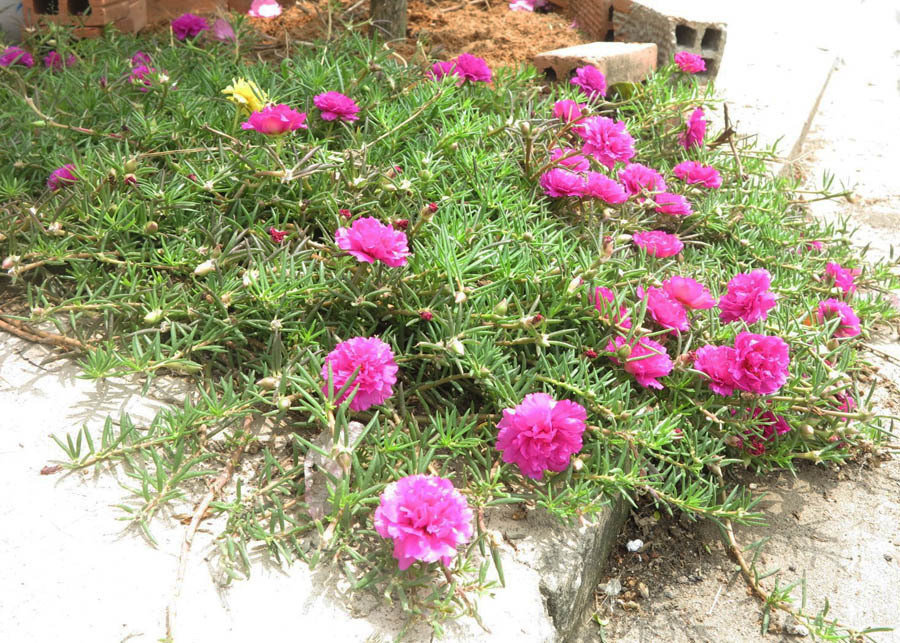 Vo ngoai tinh khi toi bi mu, bi phan boi co ay xin quay ve