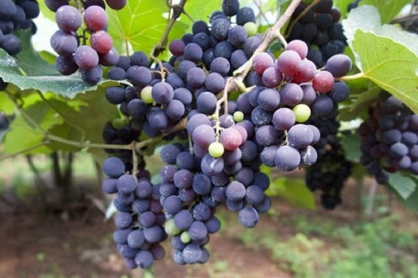 An nhung loai qua nay vao buoi sang quy hon 