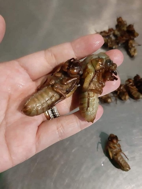 San lung mon nhau mua he kiem ca trieu dong moi dem-Hinh-3