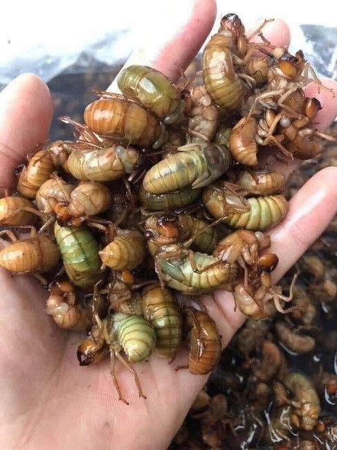 San lung mon nhau mua he kiem ca trieu dong moi dem-Hinh-2