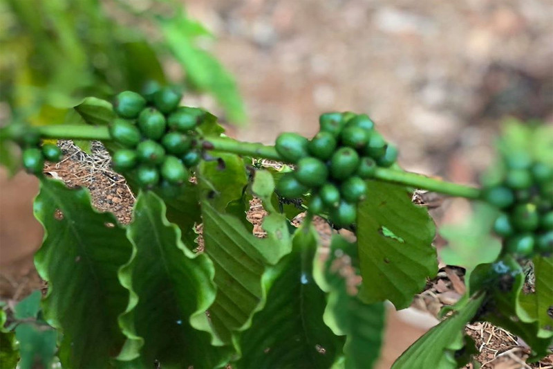 Sep tong o an lam nong, di ban bia va... thi chong day-Hinh-5