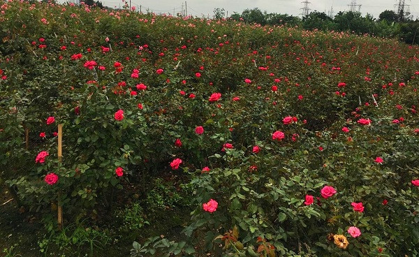 10 nghin dong/50 bong hoa, nong dan Tay Tuu meo mat vi dich-Hinh-3