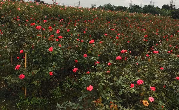 10 nghin dong/50 bong hoa, nong dan Tay Tuu meo mat vi dich-Hinh-3