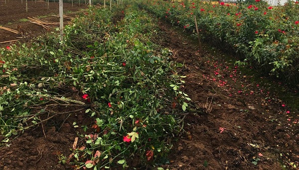 10 nghin dong/50 bong hoa, nong dan Tay Tuu meo mat vi dich-Hinh-4