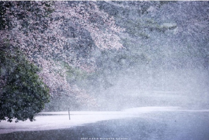 Giua dai dich COVID-19, hoa anh dao Nhat Ban lang le khoe sac-Hinh-8