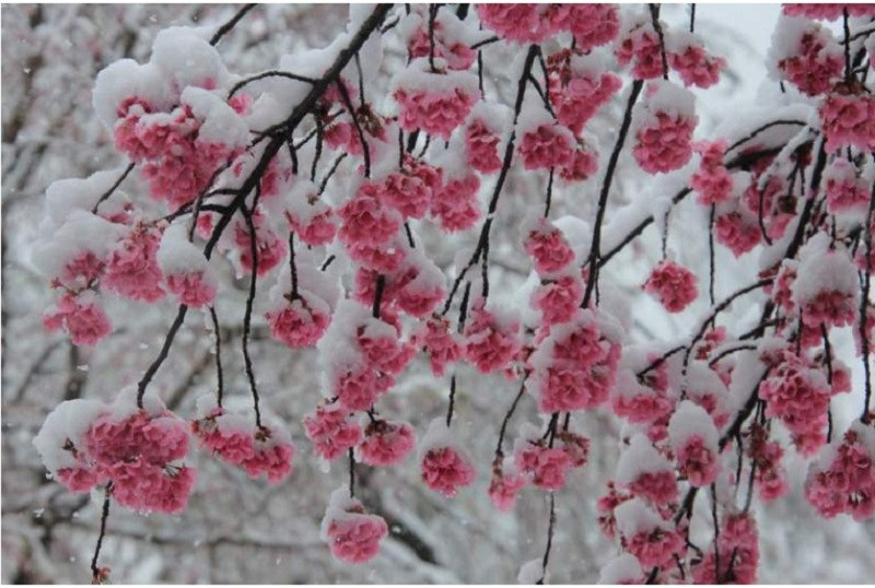 Giua dai dich COVID-19, hoa anh dao Nhat Ban lang le khoe sac-Hinh-11