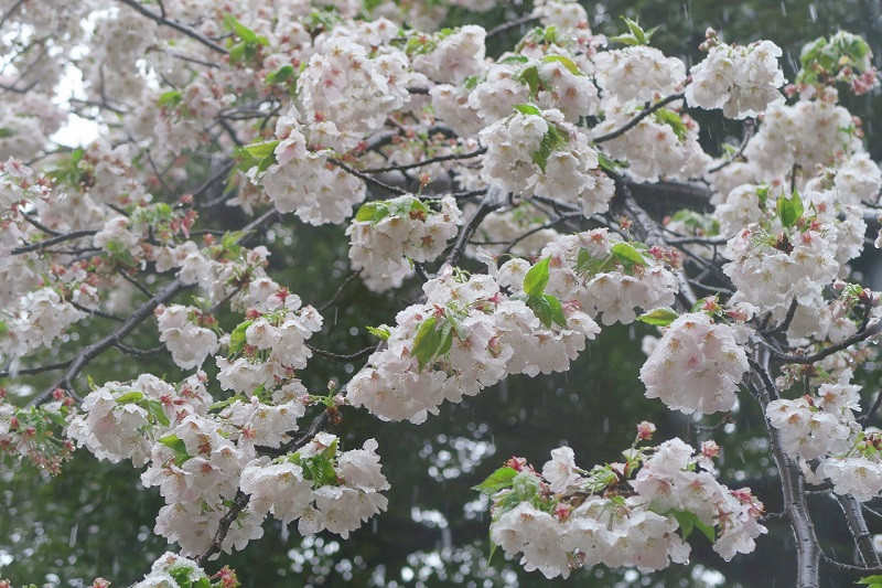 Giua dai dich COVID-19, hoa anh dao Nhat Ban lang le khoe sac-Hinh-13