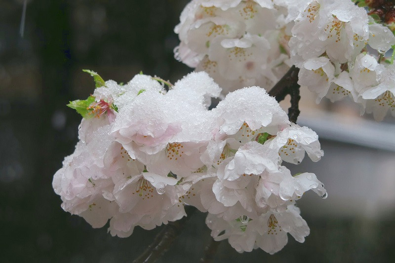 Giua dai dich COVID-19, hoa anh dao Nhat Ban lang le khoe sac-Hinh-14