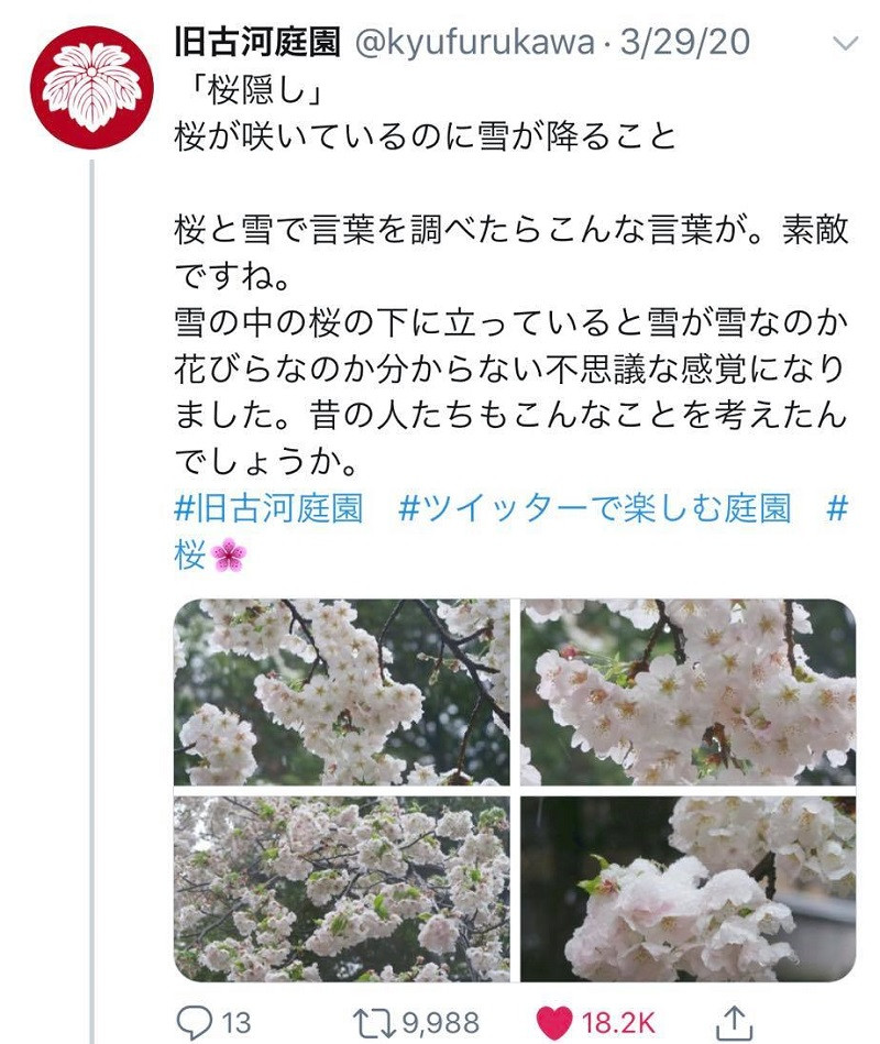 Giua dai dich COVID-19, hoa anh dao Nhat Ban lang le khoe sac-Hinh-6