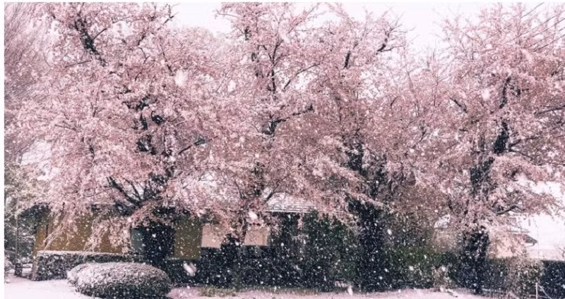 Giua dai dich COVID-19, hoa anh dao Nhat Ban lang le khoe sac-Hinh-12