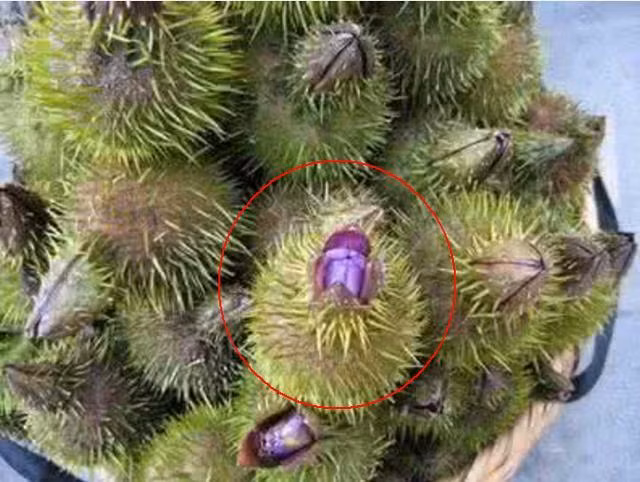 La lung qua dau ga: xau nhung co the nau thanh com-Hinh-2