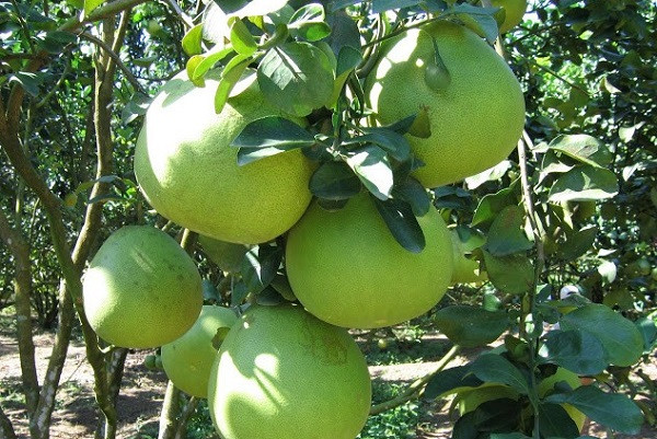 Sai lam khi an buoi gay 