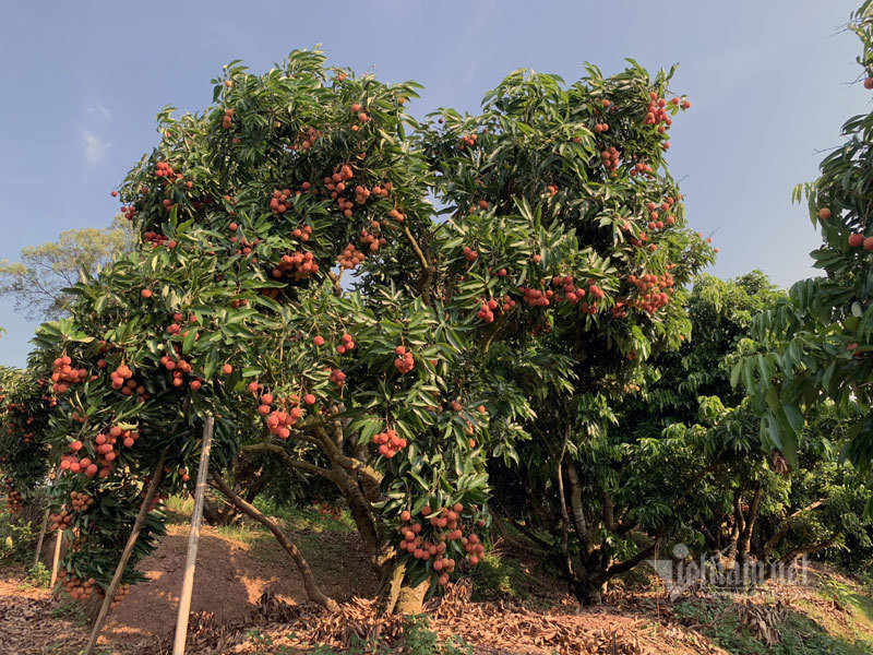 Lao nong San Diu tao qua vai thieu dat nhat Viet Nam