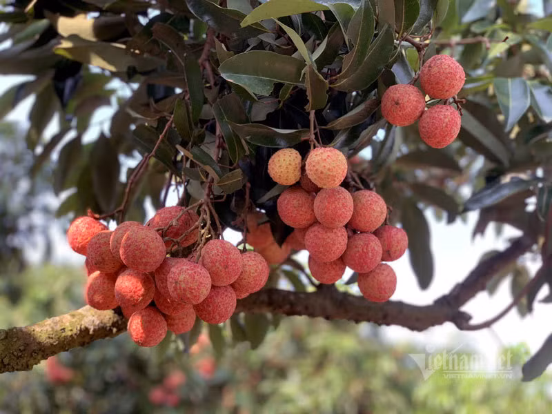 Lao nong San Diu tao qua vai thieu dat nhat Viet Nam-Hinh-3