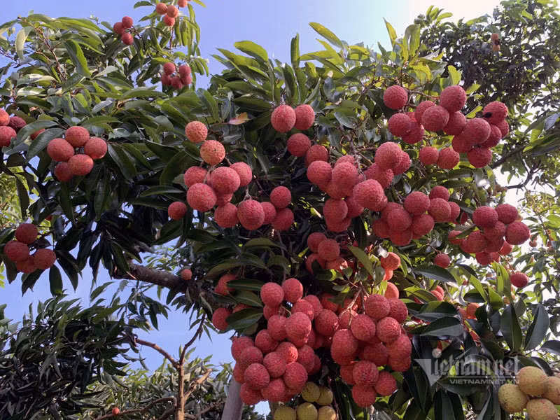 Lao nong San Diu tao qua vai thieu dat nhat Viet Nam-Hinh-2